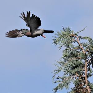 Stock Dove