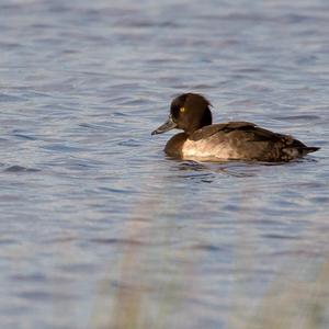 Tufted Duck