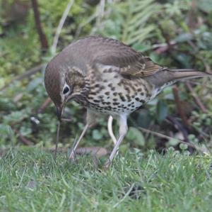 Song Thrush