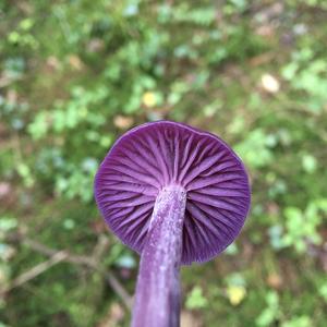 Amethyst Deceiver