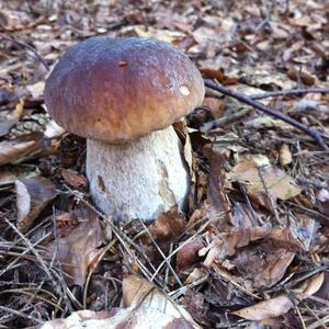 King Bolete