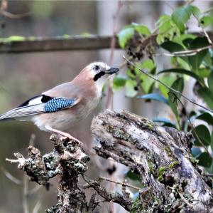 Eurasian Jay