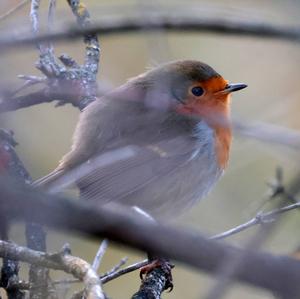 European Robin