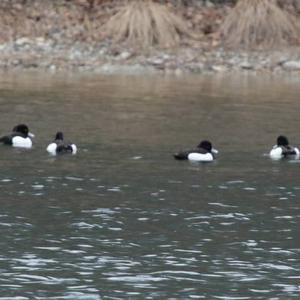 Tufted Duck