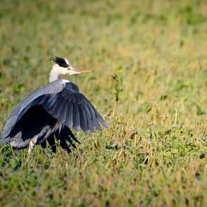 Grey Heron