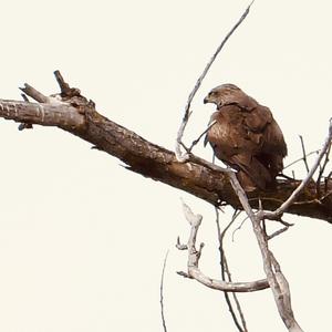 Black Kite