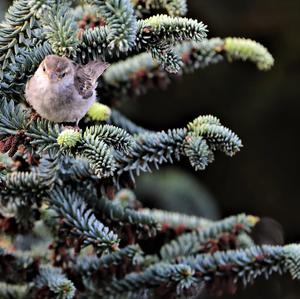 House Sparrow