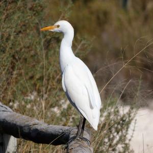 Cattle Egret