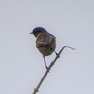 European stonechat