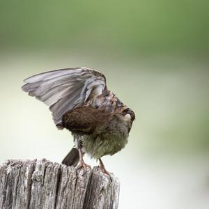 House Sparrow