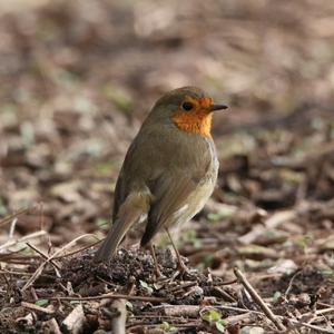 European Robin