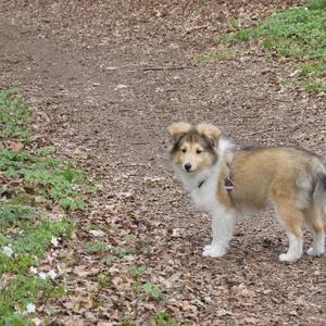 Shetland Sheepdog