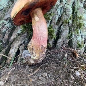 Dotted-stem Bolete