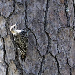 Red-bellied Woodpecker