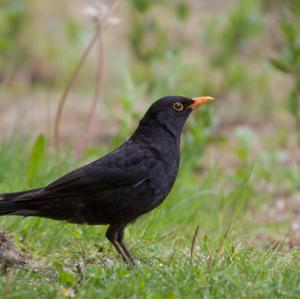 Eurasian Blackbird