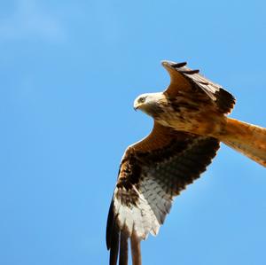 Red Kite