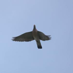 Stock Dove