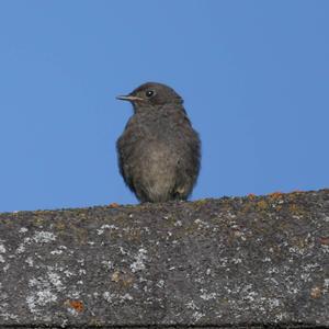 Black Redstart