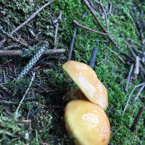 Larch Suillus