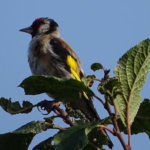 European Goldfinch