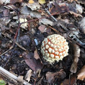 Fly Agaric