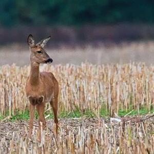 European Roe Deer