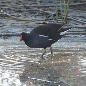 Common Moorhen