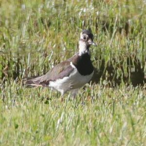 Northern Lapwing