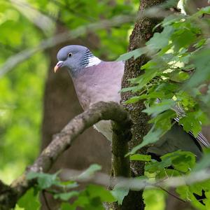 Common Wood-pigeon