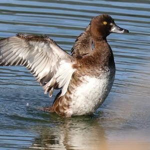 Tufted Duck