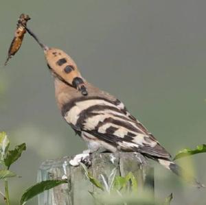 Eurasian Hoopoe