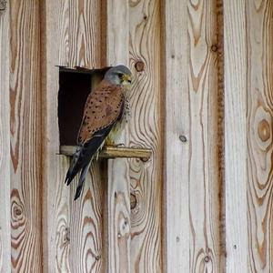 Common Kestrel