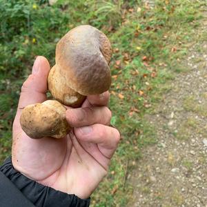 King Bolete