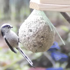 Long-tailed Tit