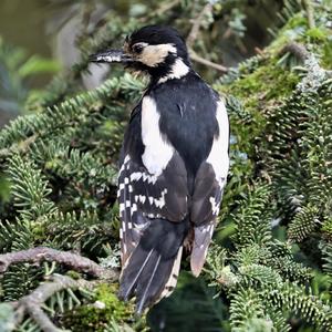 Great Spotted Woodpecker