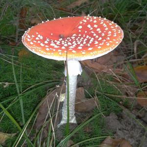 Fly Agaric