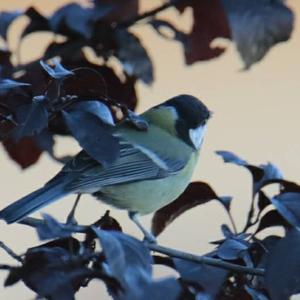 Great Tit