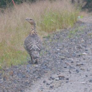 Common Pheasant