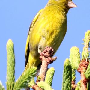 European Greenfinch