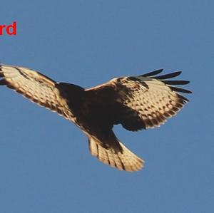 Common Buzzard