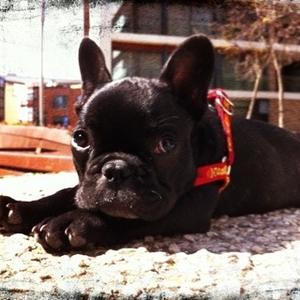 French Bulldog