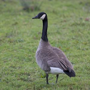 Canada Goose