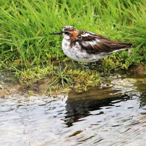 Red-necked Phalarope