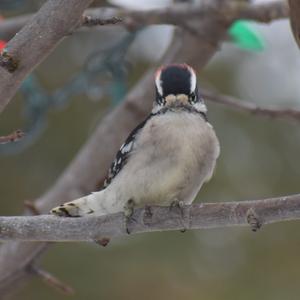 Downy Woodpecker