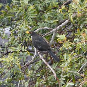 Eurasian Blackbird