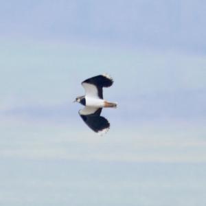 Northern Lapwing