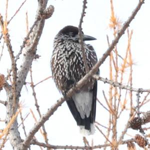 Spotted Nutcracker