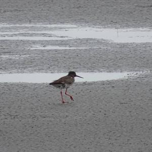 Common Redshank