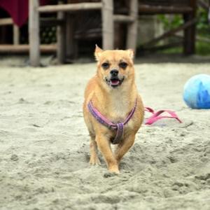Unknown Breed