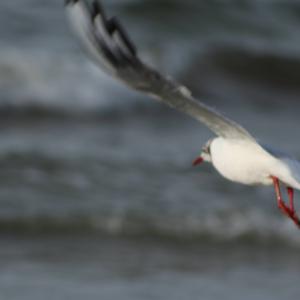 Black-headed Gull